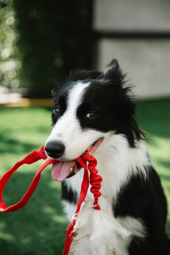 Cute Border Collie dog with white spots and red leash in mouth sitting on grassy lawn in countryside on blurred background