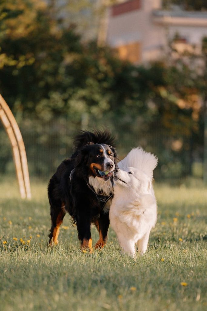 Two dogs, a Bernese Mountain Dog and a Samoyed, playing joyfully in a grassy park setting.