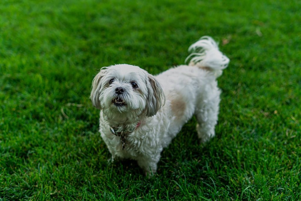 Cute white dog playing on lush green grass in a garden setting.